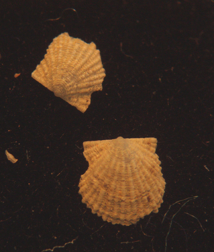 Famiglia Pectinidae